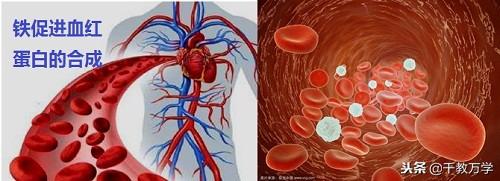 碘元素的相对原子质量(元素碘的相对原子质量)-硒宝网