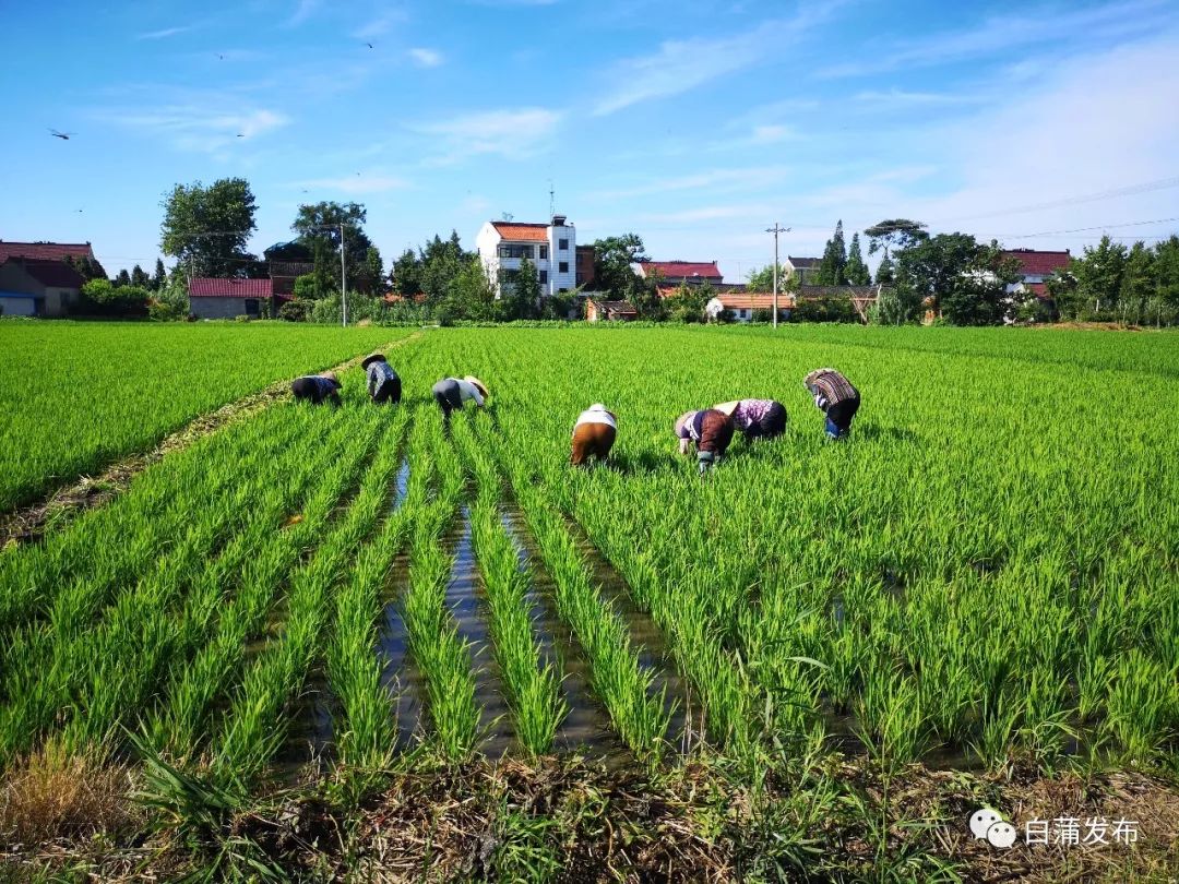 白蒲富硒大米（富硒大米营养价值）-硒宝网