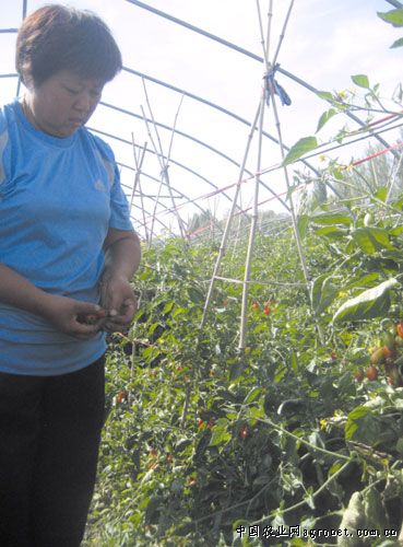 叶绿富硒大米(富硒大米是什么颜色)-硒宝网