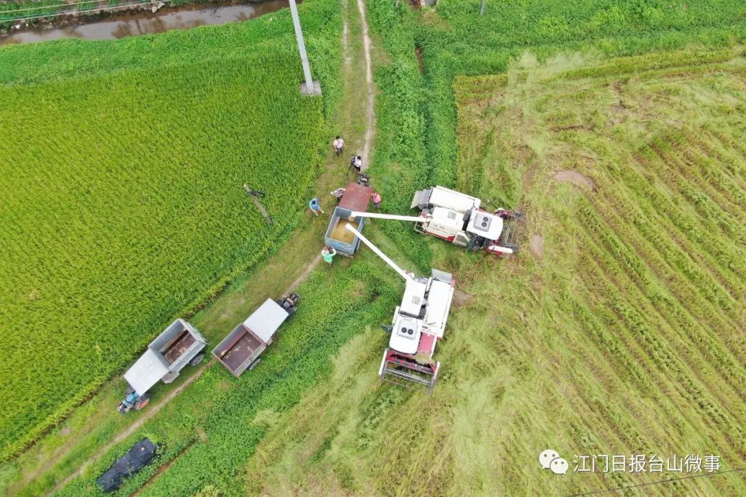 都斛富硒大米（富硒大米的硒指什么）-硒宝网