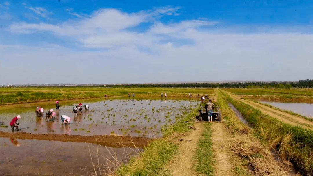 宏乐富硒大米（富硒大米口感如何）-硒宝网