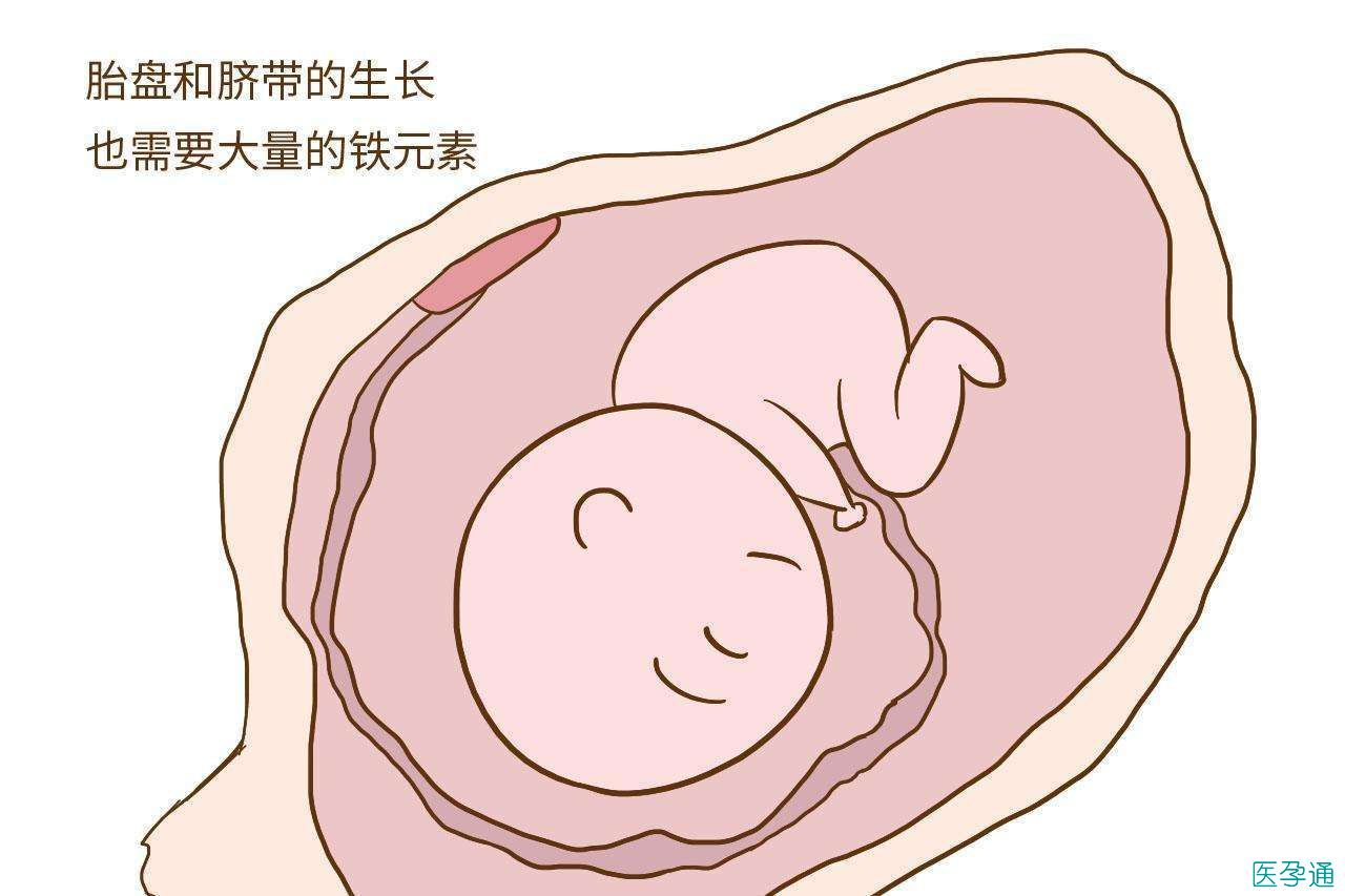 孕妇什么时候开始补铁（孕妇补铁干嘛）-硒宝网