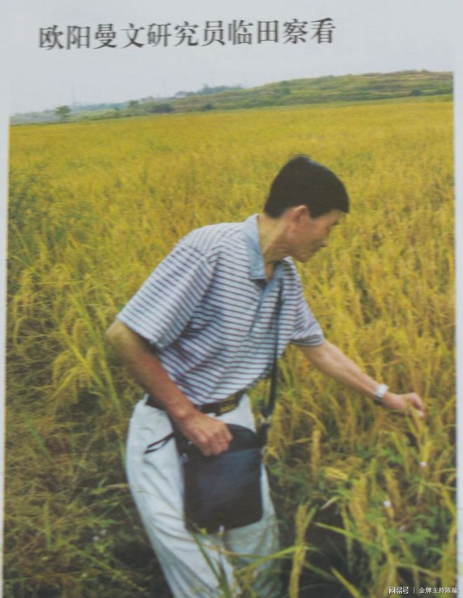 富硒大米白绿(大米绿白富硒含量多少)-硒宝网