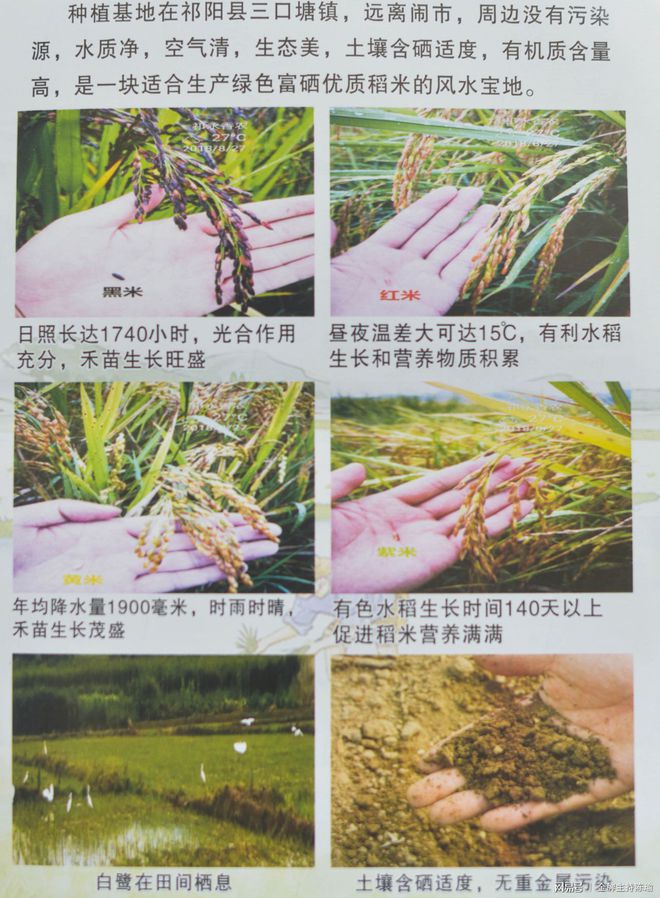 富硒大米白绿(大米绿白富硒含量多少)-硒宝网