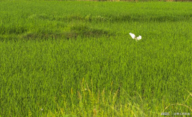 富硒大米白绿(大米绿白富硒含量多少)-硒宝网