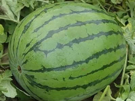 富硒大米白绿(富硒绿色大米)-硒宝网