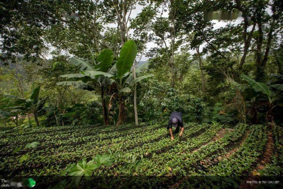富硒低镉大米（大米镉低富硒怎么办）-硒宝网