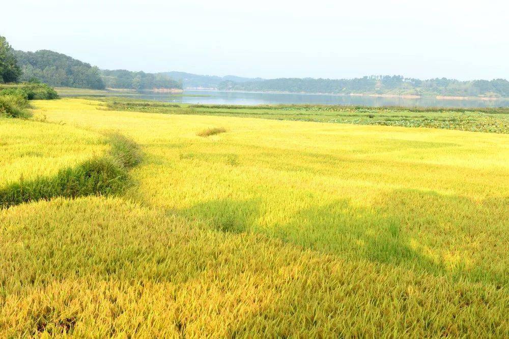 富硒大米白绿(富硒大米什么颜色)-硒宝网