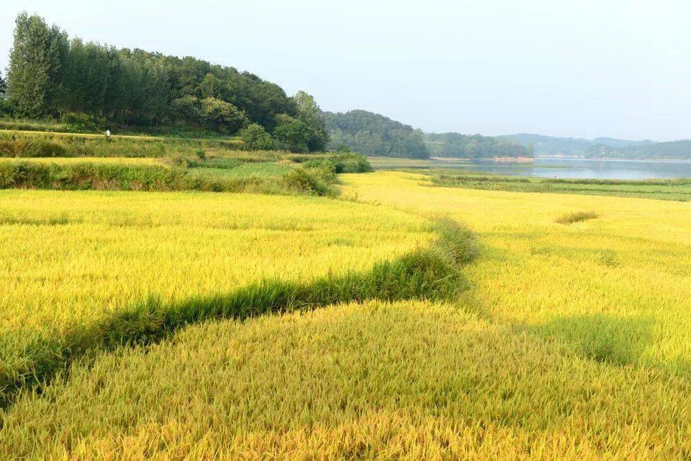 富硒大米白绿(富硒大米什么颜色)-硒宝网