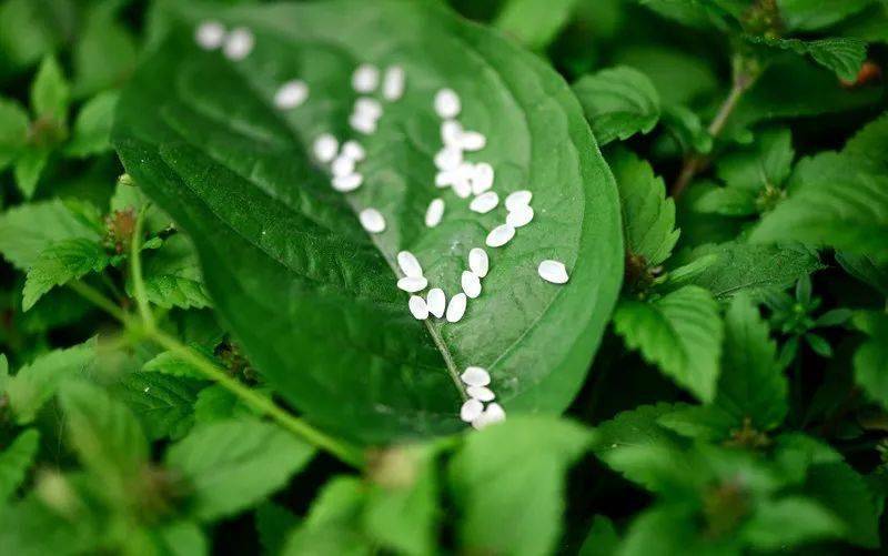 富硒大米白绿(富硒大米什么颜色)-硒宝网