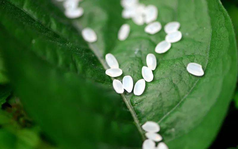 富硒大米白绿(富硒大米什么颜色)-硒宝网