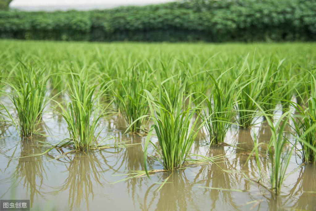 优舍富硒大米（富硒大米口感如何）-硒宝网