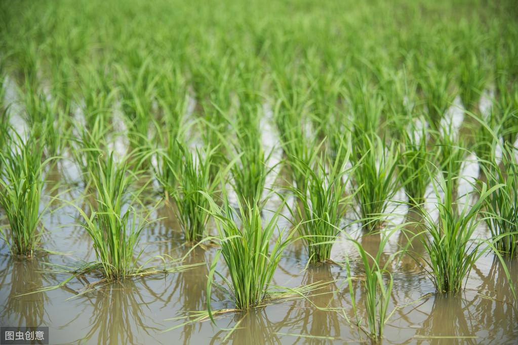 优舍富硒大米（富硒大米口感如何）-硒宝网