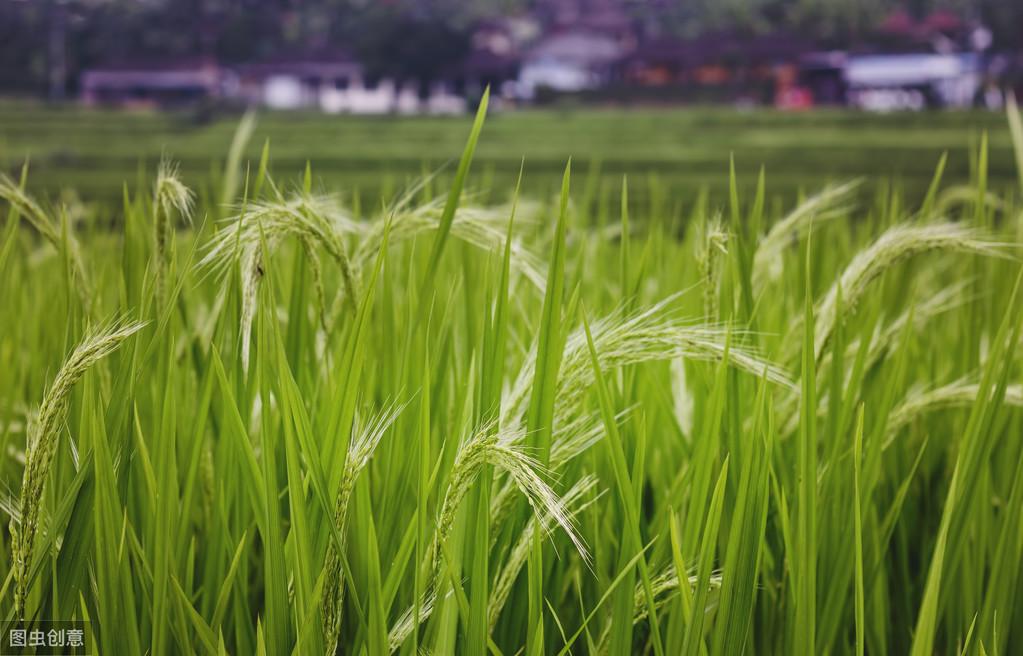 优舍富硒大米（富硒大米口感如何）-硒宝网