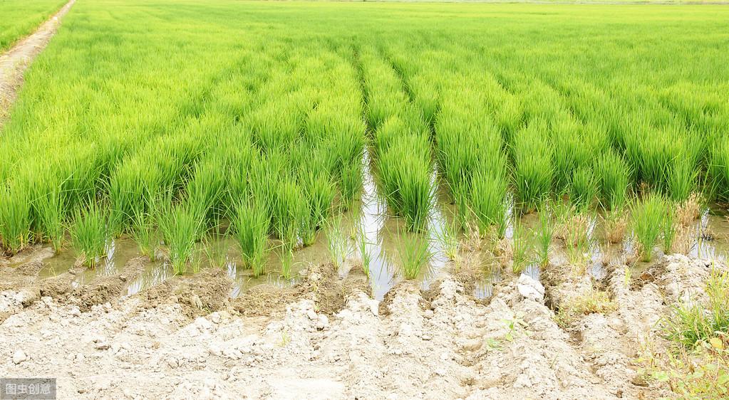 优舍富硒大米（富硒大米口感如何）-硒宝网