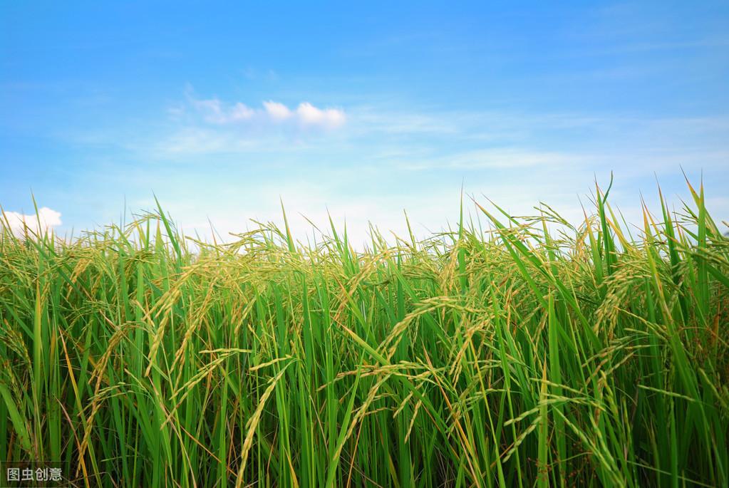 优舍富硒大米（富硒大米口感如何）-硒宝网