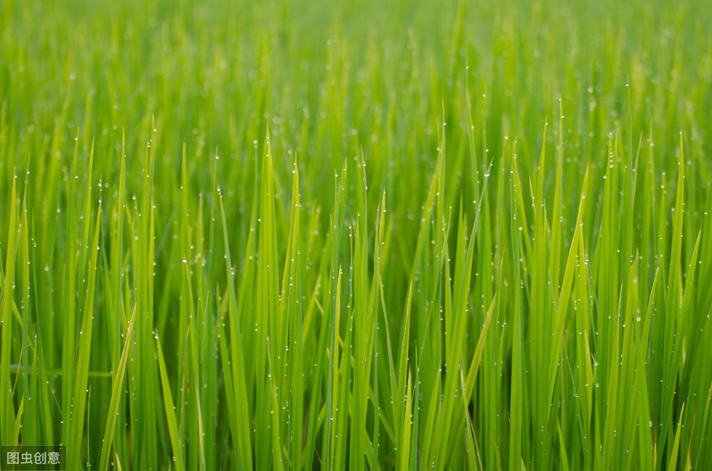 优舍富硒大米（富硒大米口感如何）-硒宝网