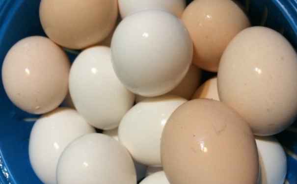 鸡蛋壳补钙是真的吗（鸡蛋壳含钙）-硒宝网
