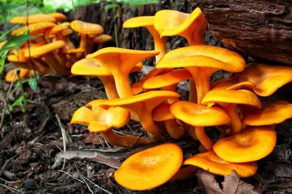 补钠的食物（钠怎么食补）-硒宝网