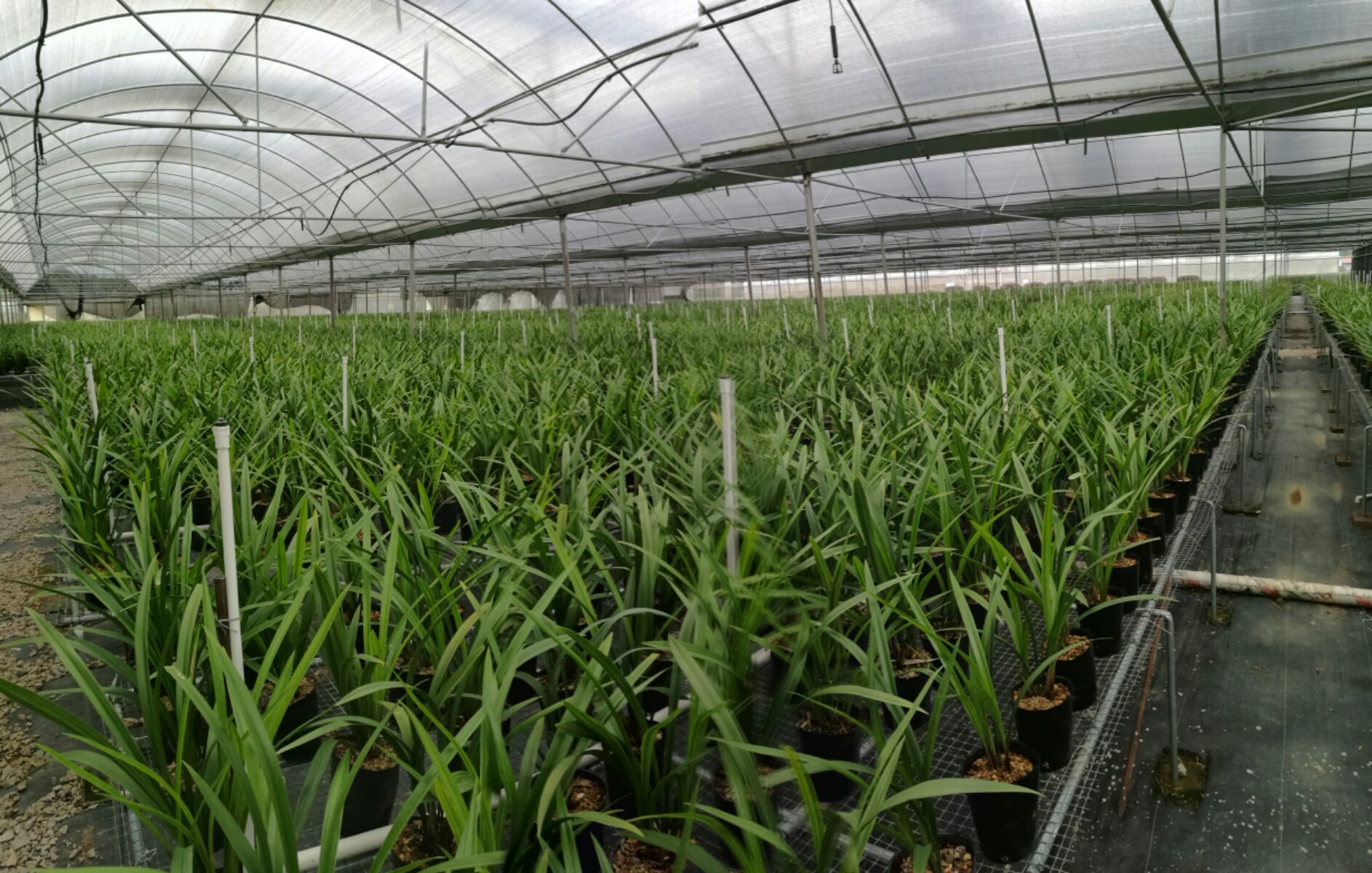 晴兰富硒大米(富硒大米标准)-硒宝网