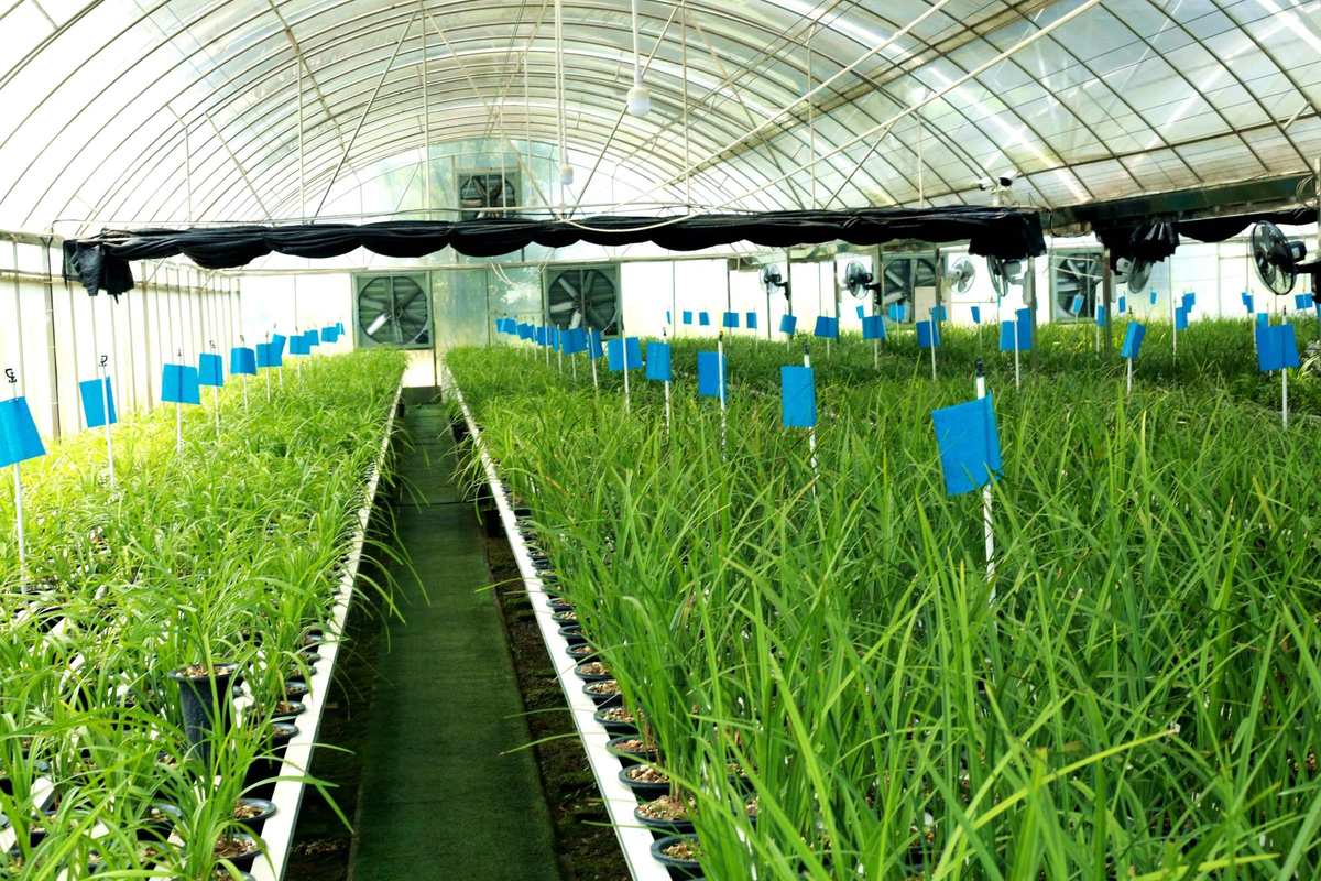 晴兰富硒大米(富硒大米标准)-硒宝网