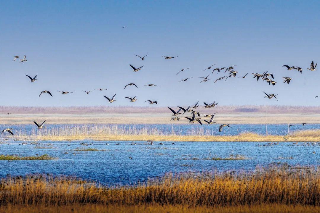 赣皇富硒大米(富硒的大米)-硒宝网