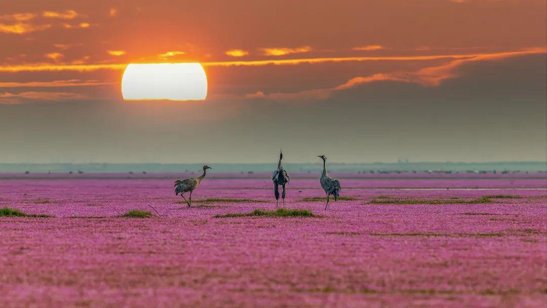 赣皇富硒大米(富硒的大米)-硒宝网