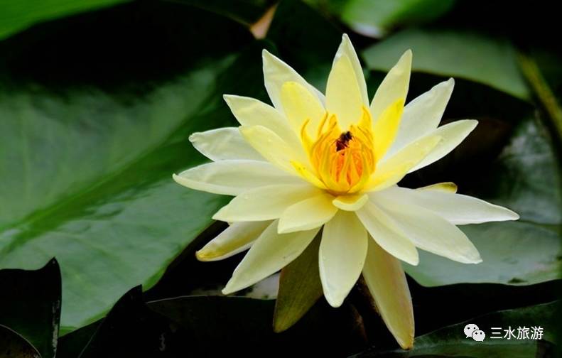 富硒大米黄吗（富硒大米发黄吗）-硒宝网