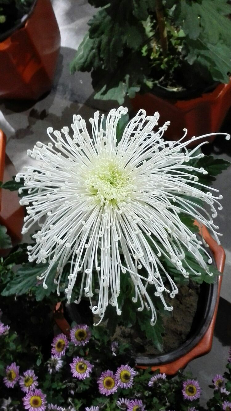 寒垄富硒大米（富硒大米市场前景）-硒宝网