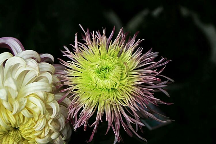 寒垄富硒大米（富硒大米市场前景）-硒宝网