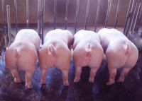 万载富硒大米（江西富硒米的好处）-硒宝网