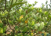 万载富硒大米（江西富硒米的好处）-硒宝网