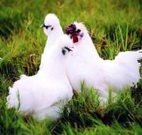 富硒大米饭团（富硒大米怎么做饭好吃）-硒宝网