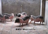 富硒大米饭团（富硒大米怎么做饭好吃）-硒宝网