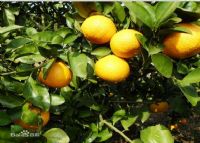 富硒大米饭团（富硒大米怎么做饭好吃）-硒宝网