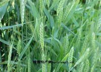 富硒大米饭团（富硒大米怎么做饭好吃）-硒宝网