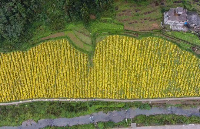 富硒大米黄色（大米黄色富硒含量多少）-硒宝网
