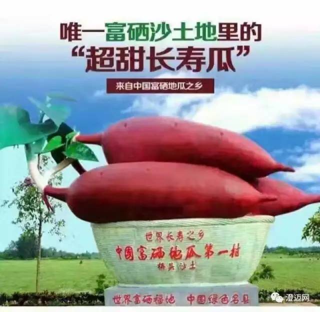 河北富硒地瓜(河北地瓜富硒含量高吗)-硒宝网