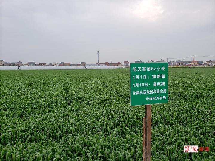 宏芳富硒大米（富硒大米多少钱一斤）-硒宝网