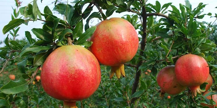 富硒地瓜粉条(富硒红薯粉条)-硒宝网