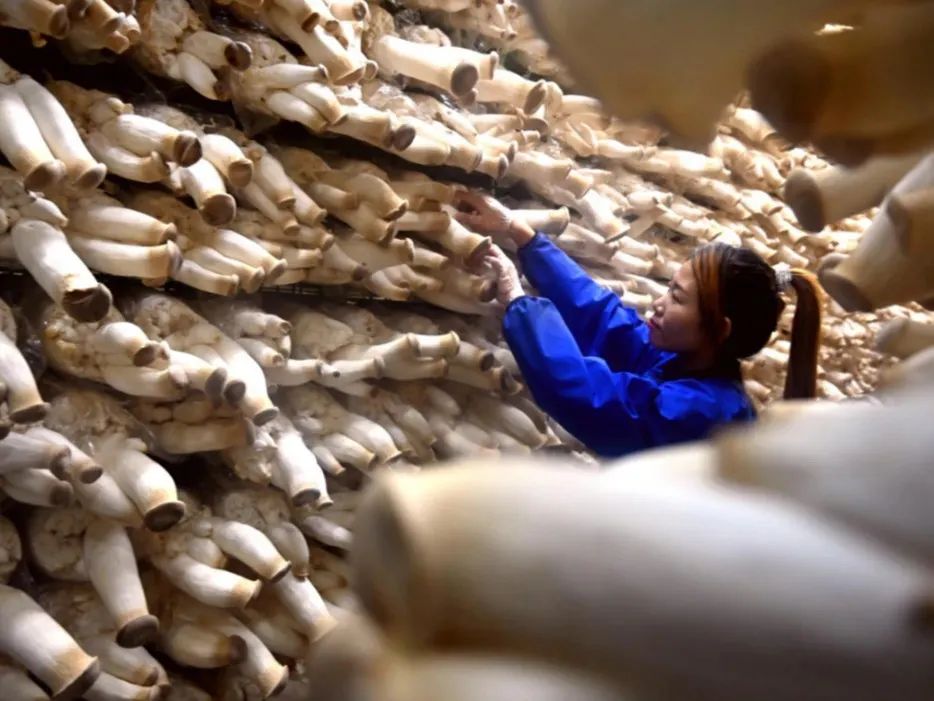 富硒地瓜粉条(富硒红薯粉条)-硒宝网