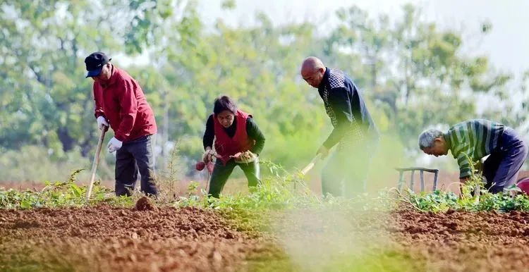 富硒地瓜粉条(富硒红薯粉条)-硒宝网