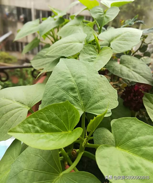 富硒地瓜牙子(地瓜籽籽有什么用)-硒宝网