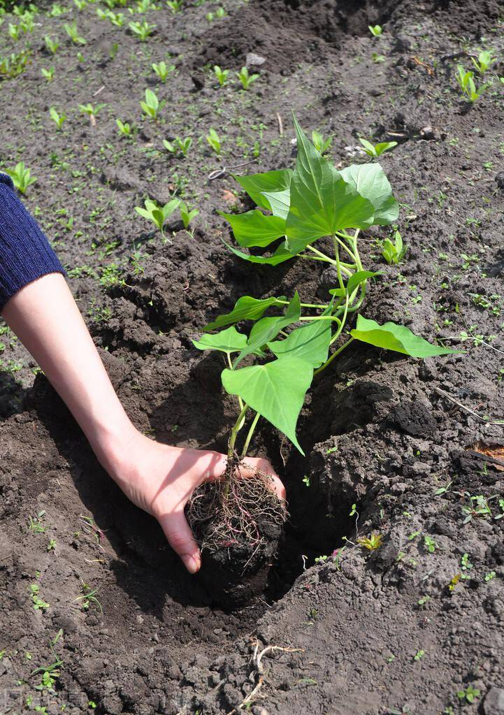 富硒地瓜牙子(地瓜籽籽有什么用)-硒宝网