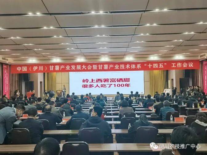 宁阳富硒地瓜(地瓜富硒宁阳能种植吗)-硒宝网