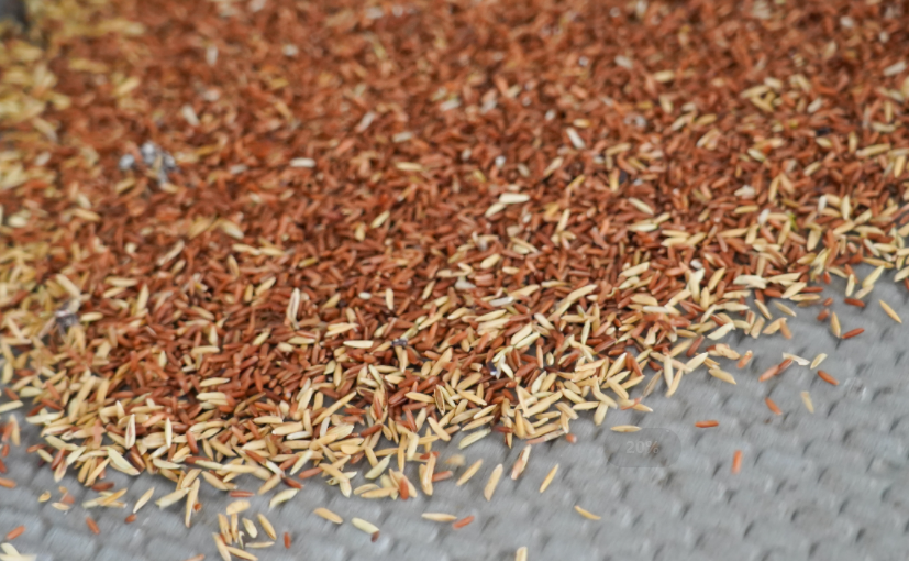 千亩富硒大米(五常大米富硒)-硒宝网