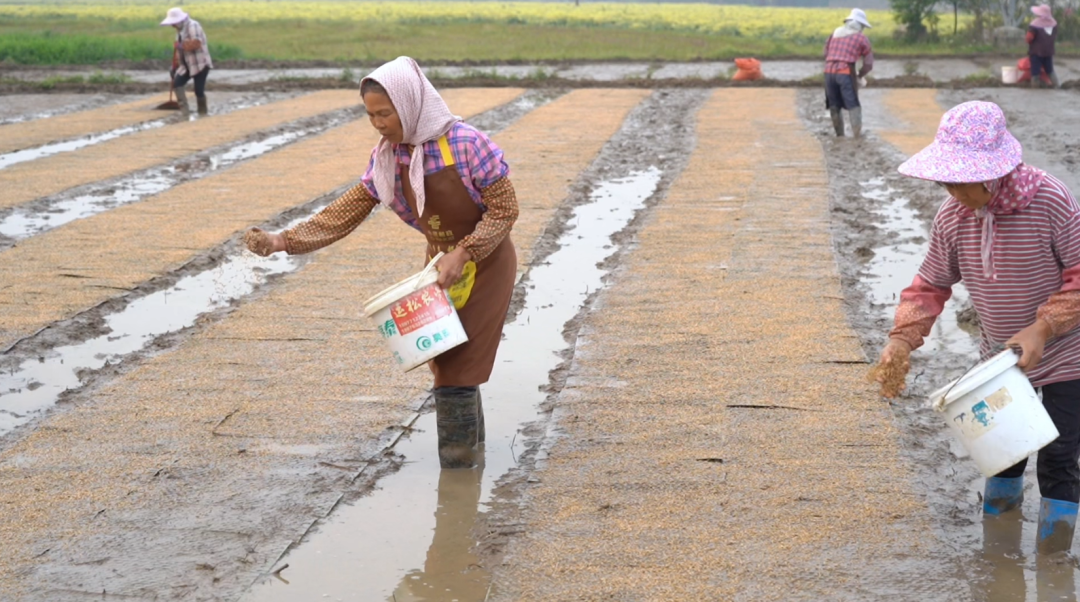 千亩富硒大米(五常大米富硒)-硒宝网