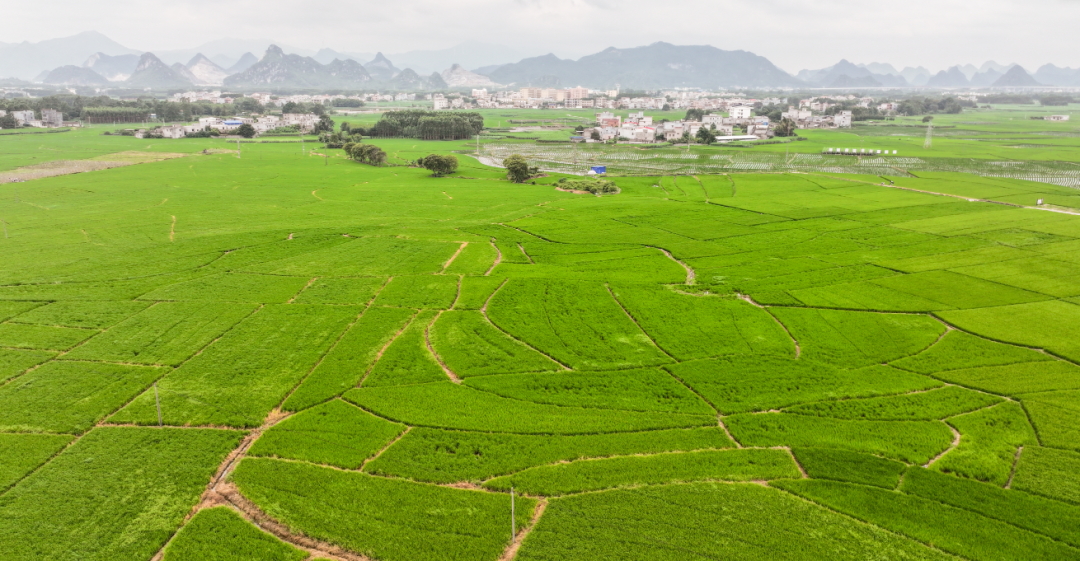 千亩富硒大米(五常大米富硒)-硒宝网