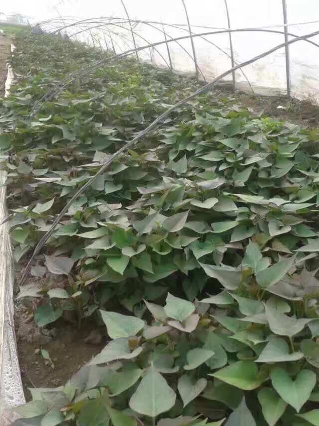 富硒地瓜牙子（地瓜子的营养功效与作用）-硒宝网