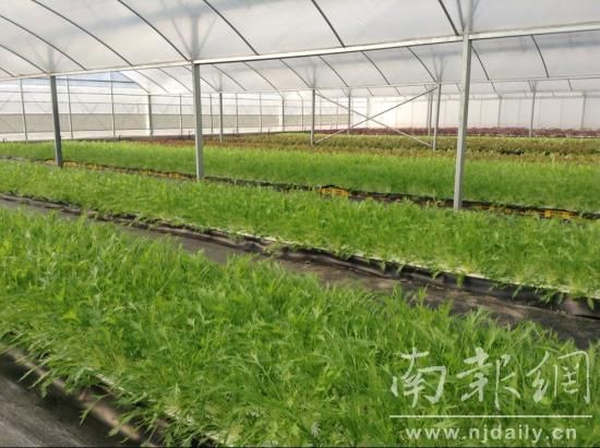 地瓜富硒标准（富硒地瓜硒含量）-硒宝网